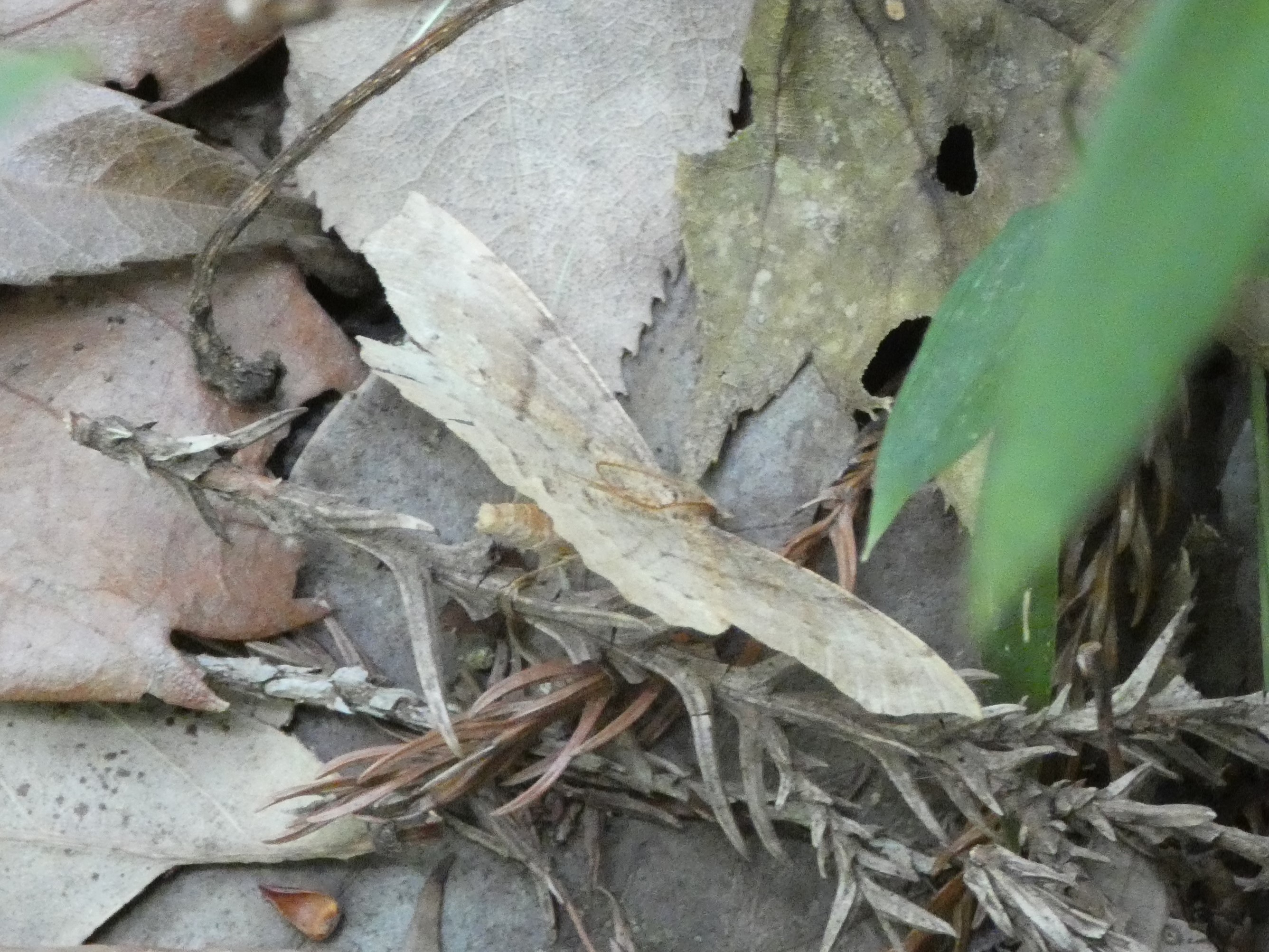photo_1